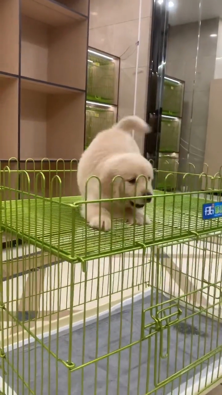 狗界最温柔的狗狗
